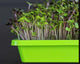 Barefoot Microgreens Products